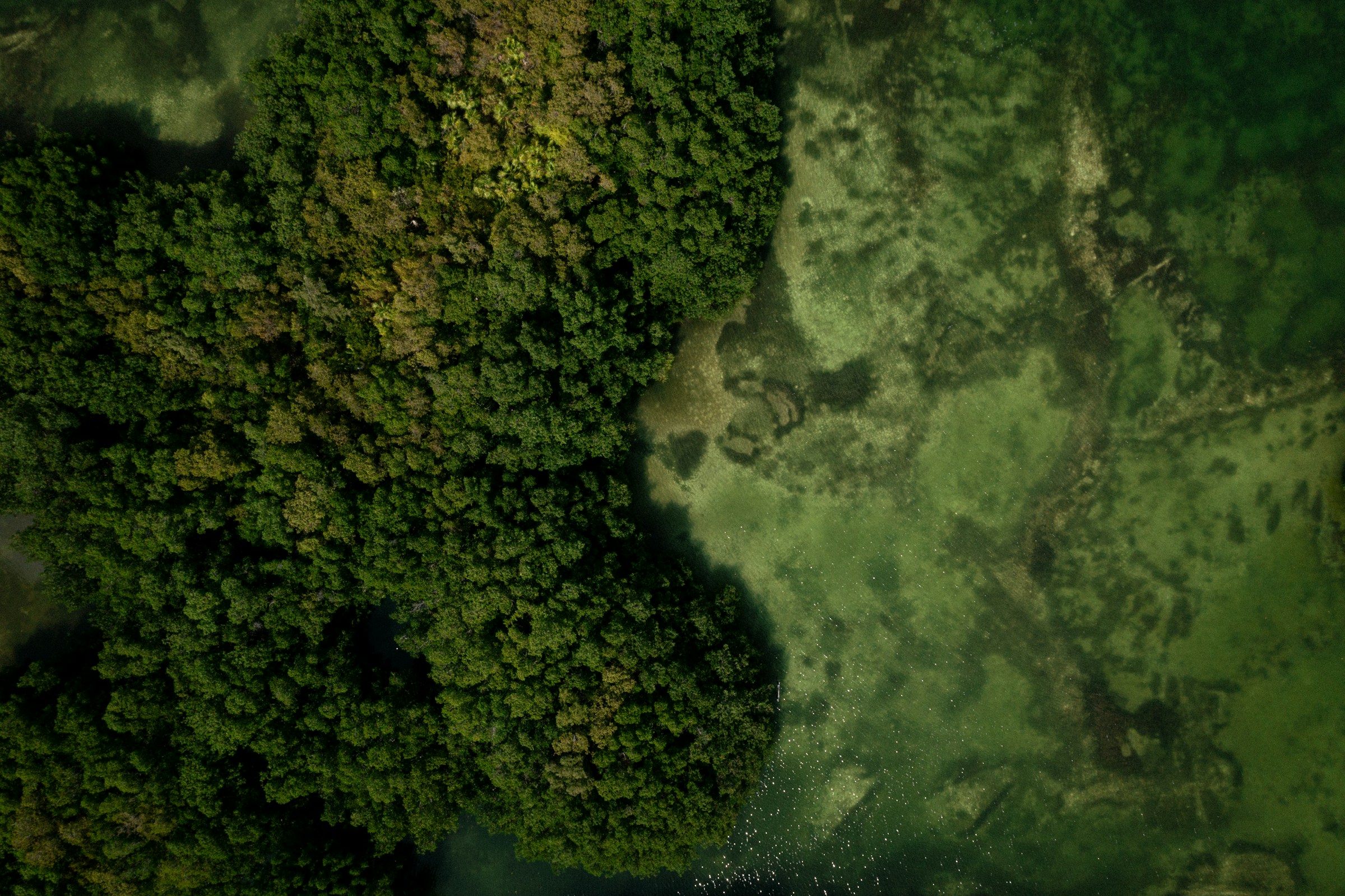 Mangrove reforestation landscape in the Philippines